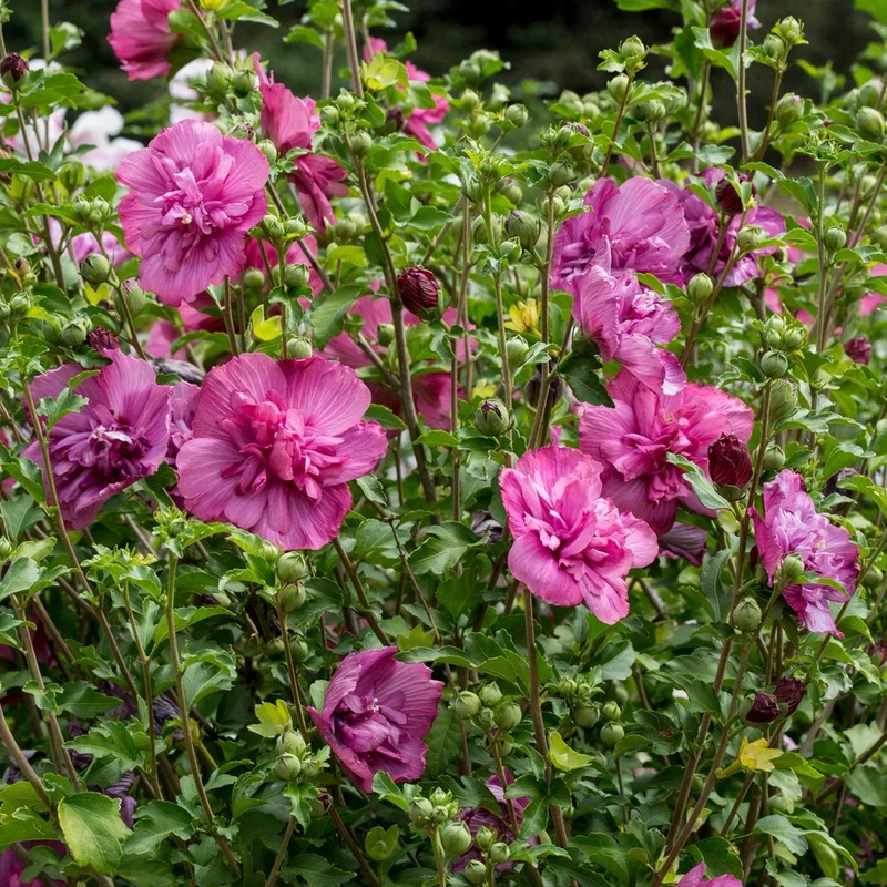 Garteneibisch 'Magenta Chiffon'