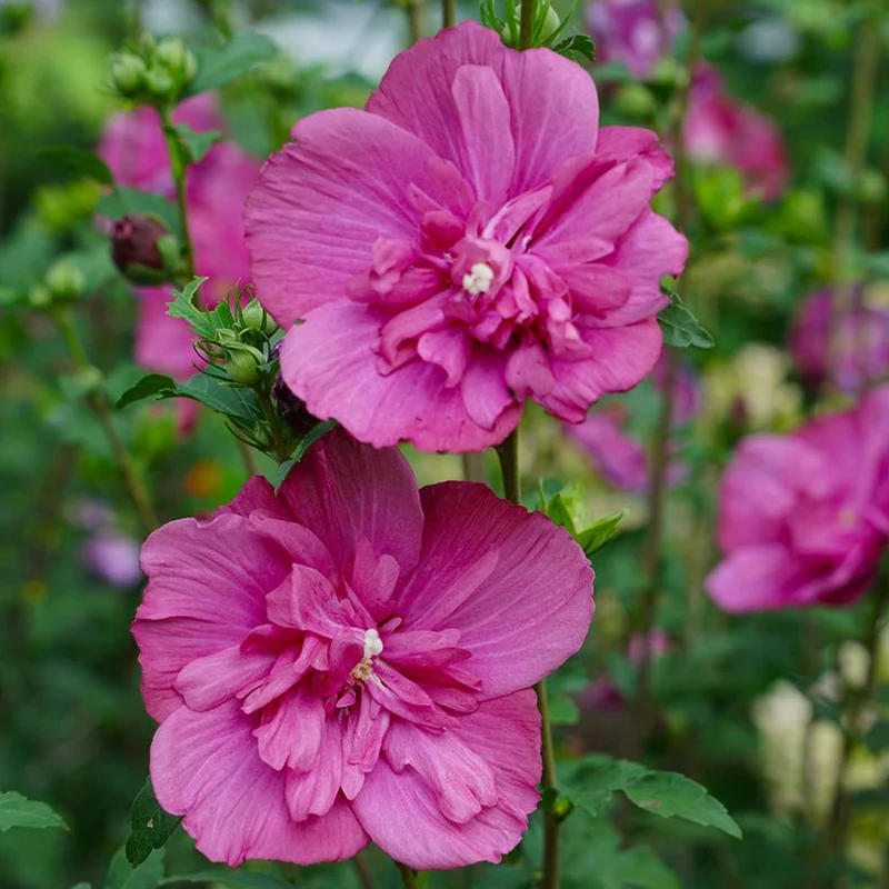 Garteneibisch 'Magenta Chiffon'