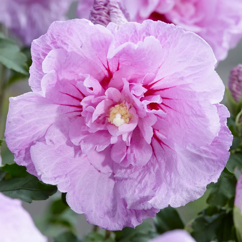 Garteneibisch 'Lavender Chiffon'