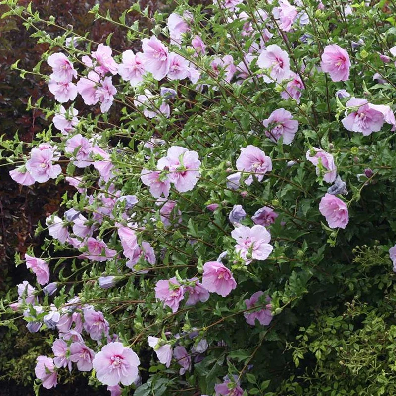 Garteneibisch 'Lavender Chiffon'