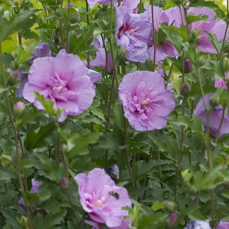 Garteneibisch 'Lavender Chiffon'