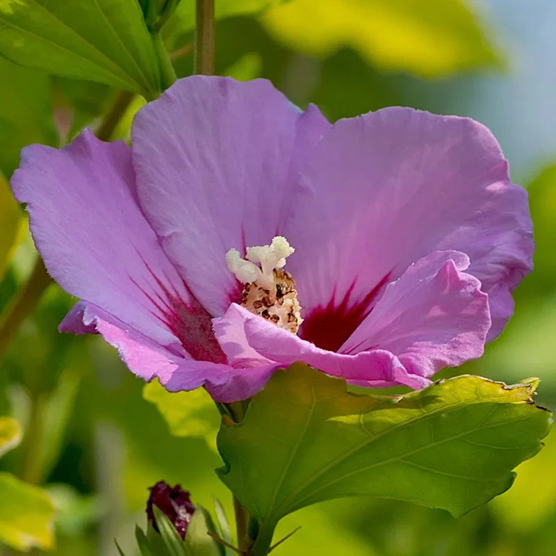 Garteneibisch 'Russian Violet'