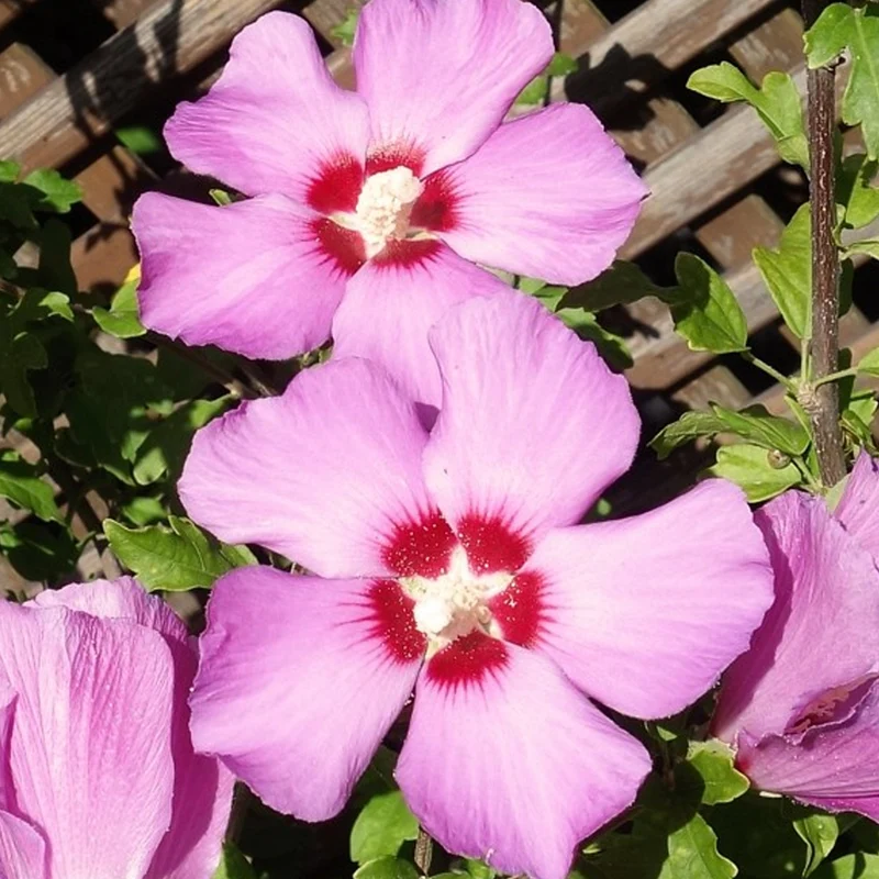 Garteneibisch 'Russian Violet'