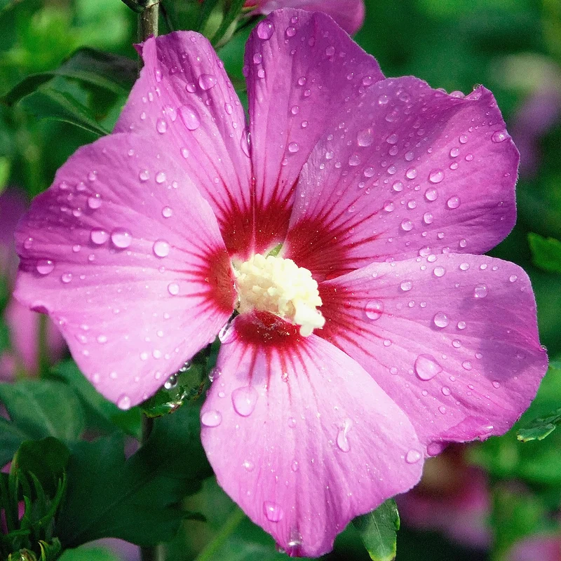 Garteneibisch 'Russian Violet'