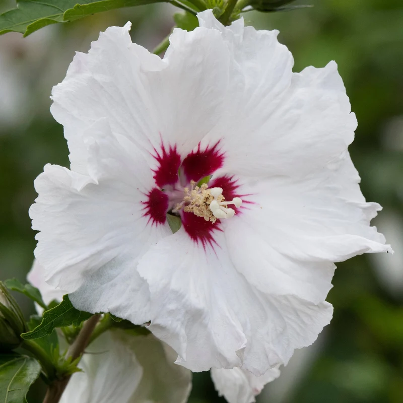 Garteneibisch 'French Pinky Spot'
