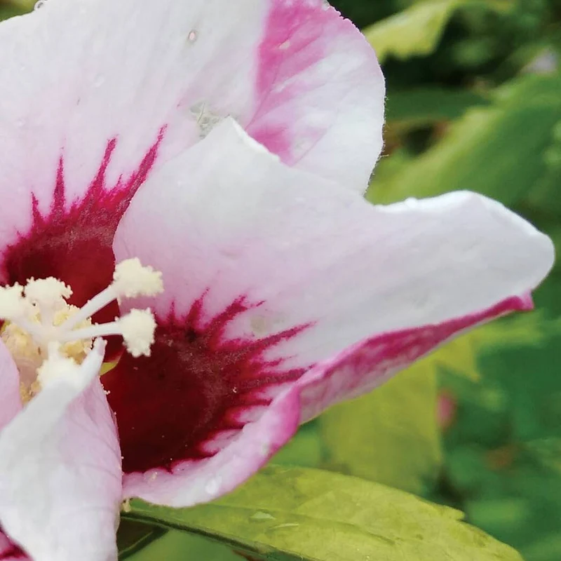 Garteneibisch 'French Pinky Spot'