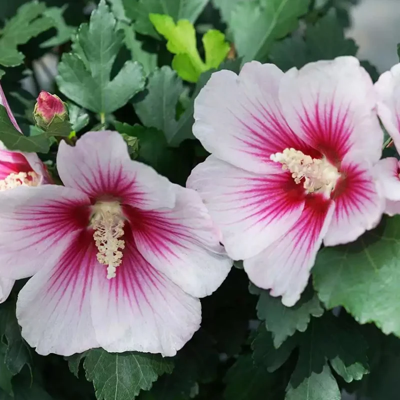 Garteneibisch 'French Pinky Spot'