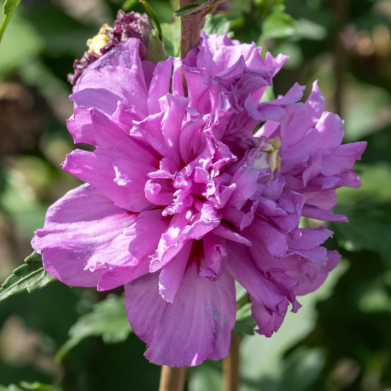 Garteneibisch 'French Cabaret Purple'