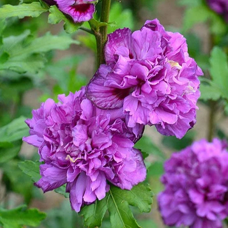Garteneibisch 'French Cabaret Purple'