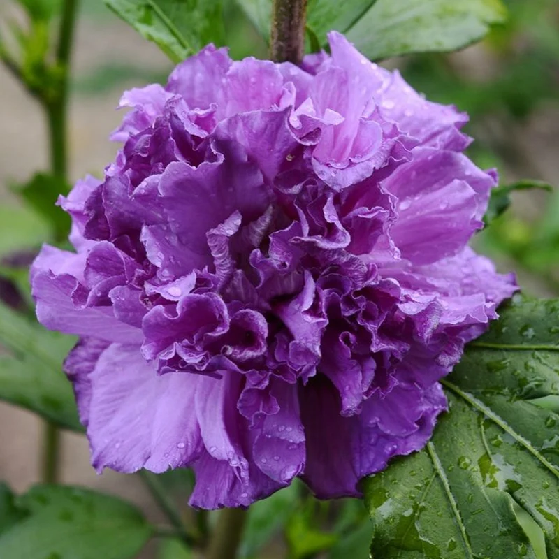 Garteneibisch 'French Cabaret Purple'