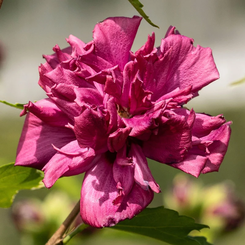 Garteneibisch 'French Cabaret Red'
