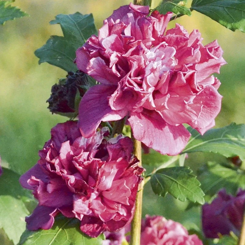 Garteneibisch 'French Cabaret Red'