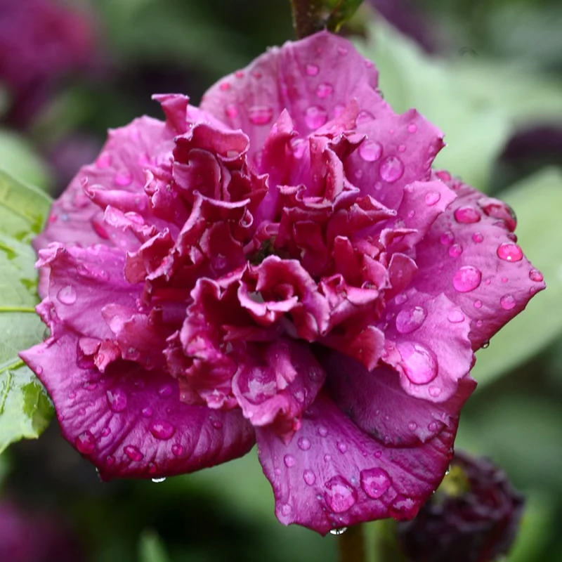Garteneibisch 'French Cabaret Red'