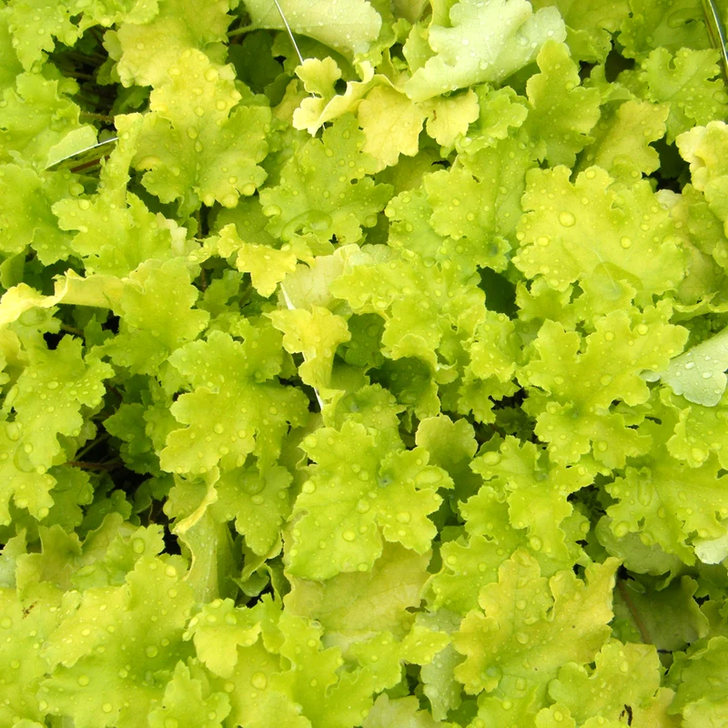 Purpurglöckchen 'Lime Marmalade'