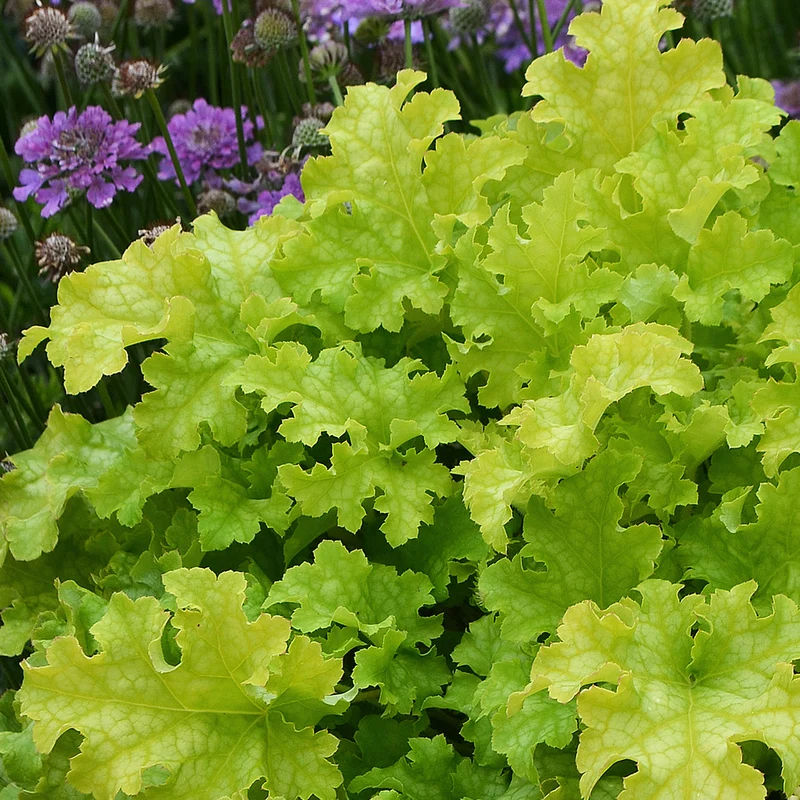 Purpurglöckchen 'Lime Marmalade'