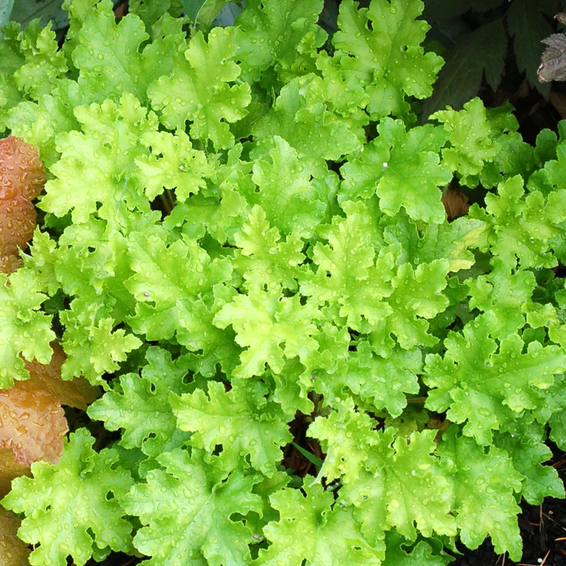 Purpurglöckchen 'Lime Marmalade'