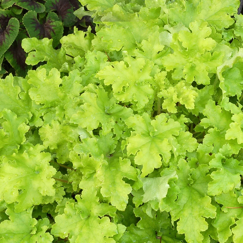 Purpurglöckchen 'Lime Marmalade'
