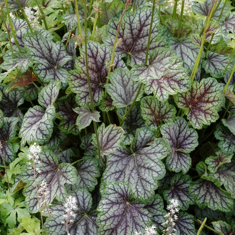 Purpurglöckchen 'Green Spice'