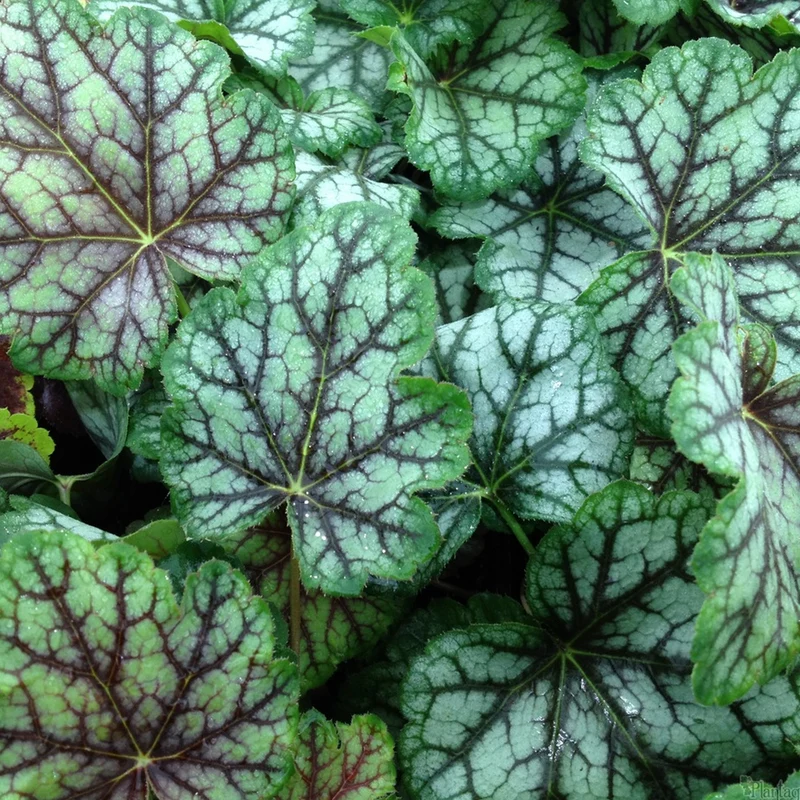 Purpurglöckchen 'Green Spice'