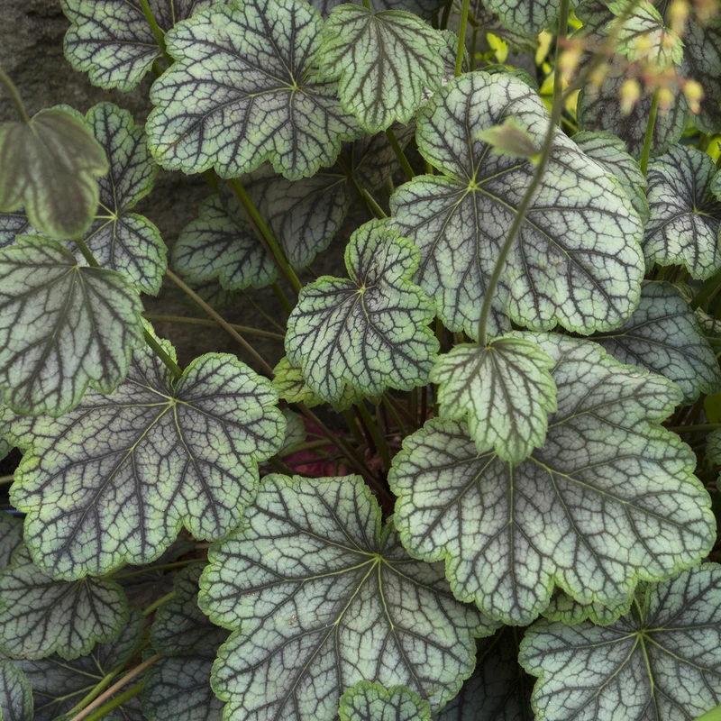 Purpurglöckchen 'Green Spice'