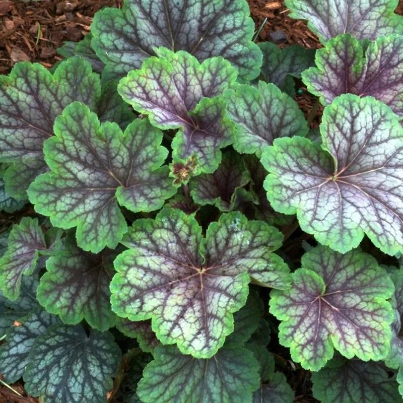 Purpurglöckchen 'Green Spice'
