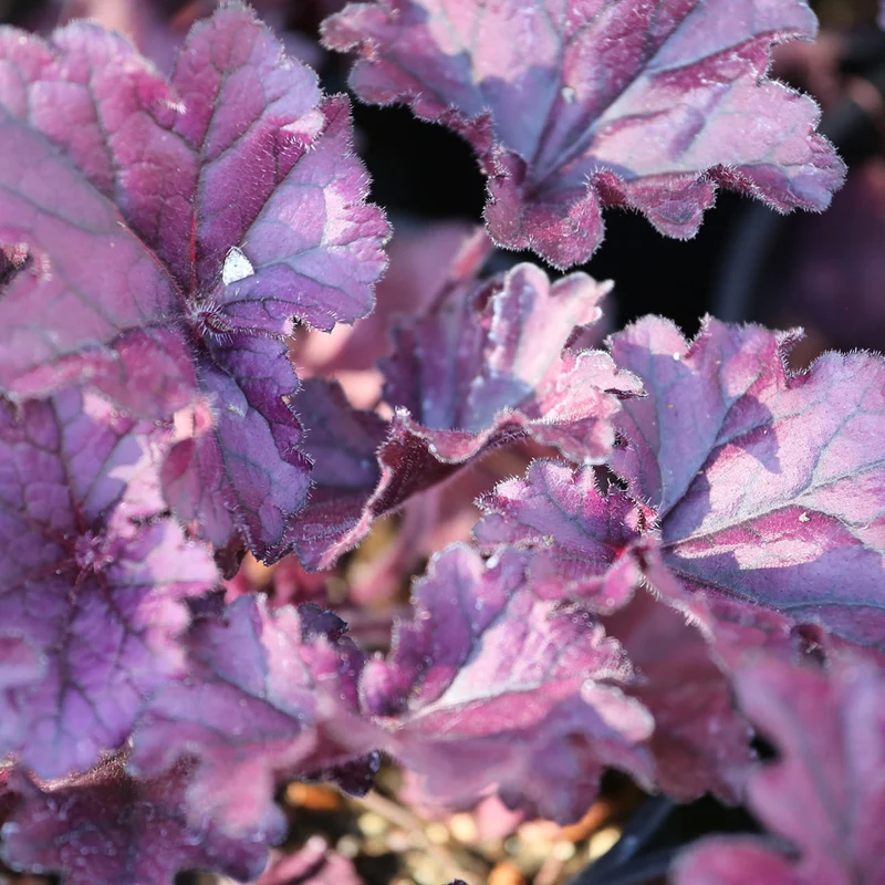 Purpurglöckchen 'Forever Purple'