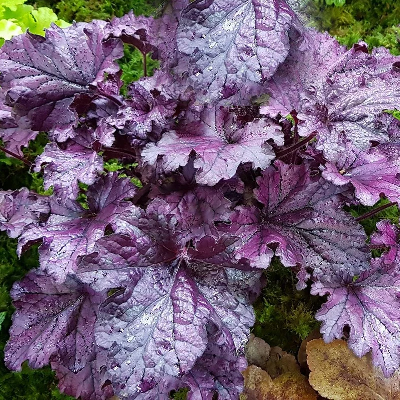 Purpurglöckchen 'Forever Purple'