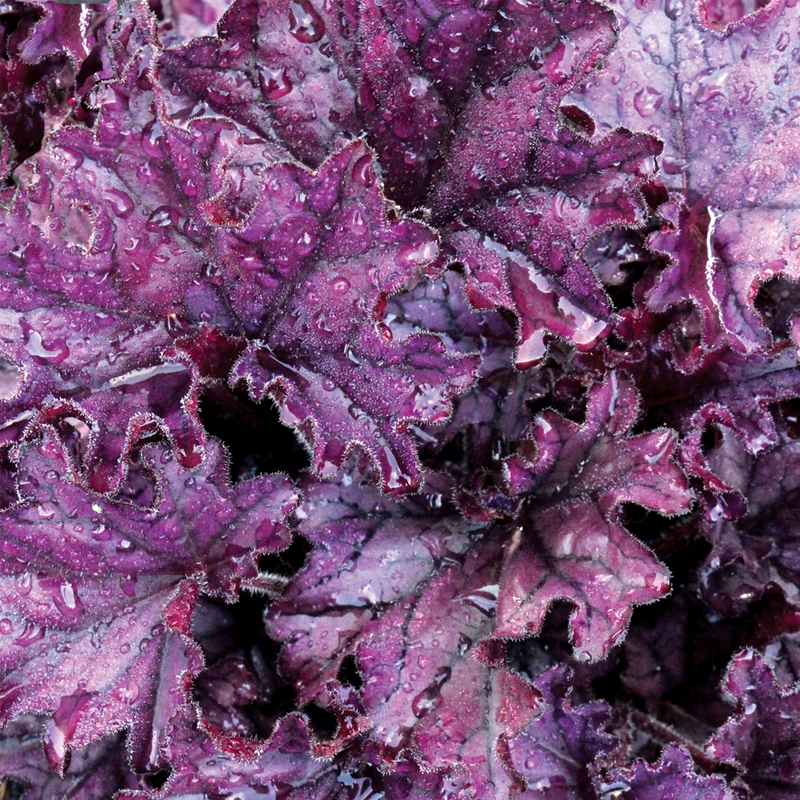Purpurglöckchen 'Forever Purple'