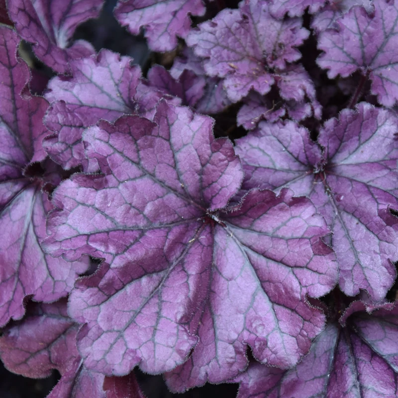 Purpurglöckchen 'Forever Purple'
