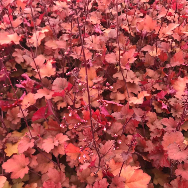 Purpurglöckchen 'Cranberry'