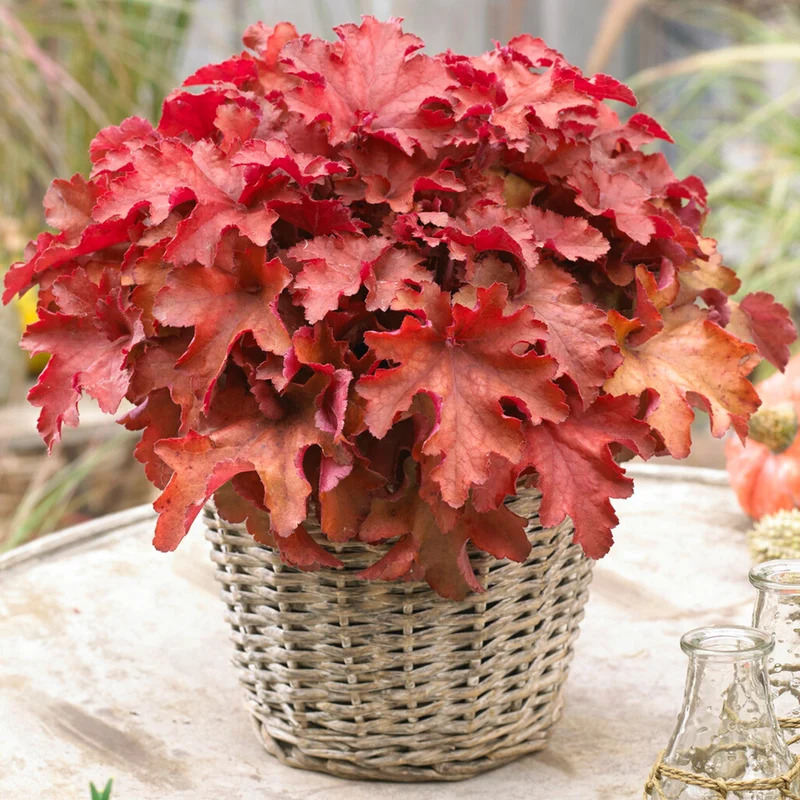 Purpurglöckchen 'Cranberry'
