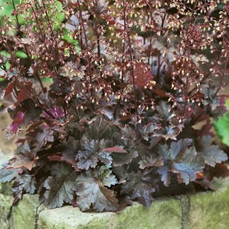 Purpurglöckchen 'Chocolate Ruffles'