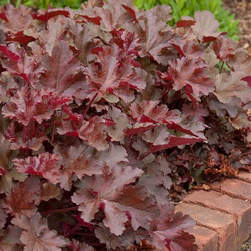 Purpurglöckchen 'Chocolate Ruffles'