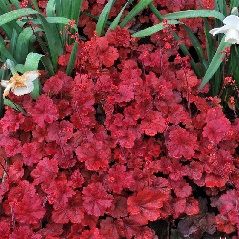 Purpurglöckchen 'Cherry Cola'