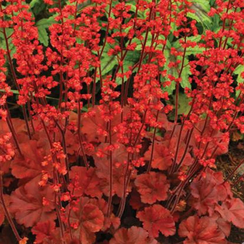 Purpurglöckchen 'Cherry Cola'