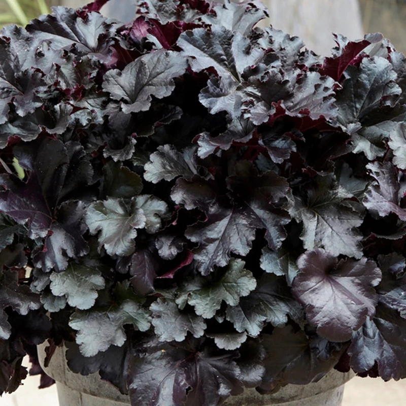 Purpurglöckchen 'Black Pearl'