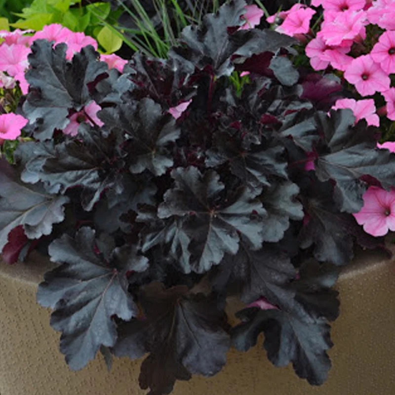 Purpurglöckchen 'Black Pearl'