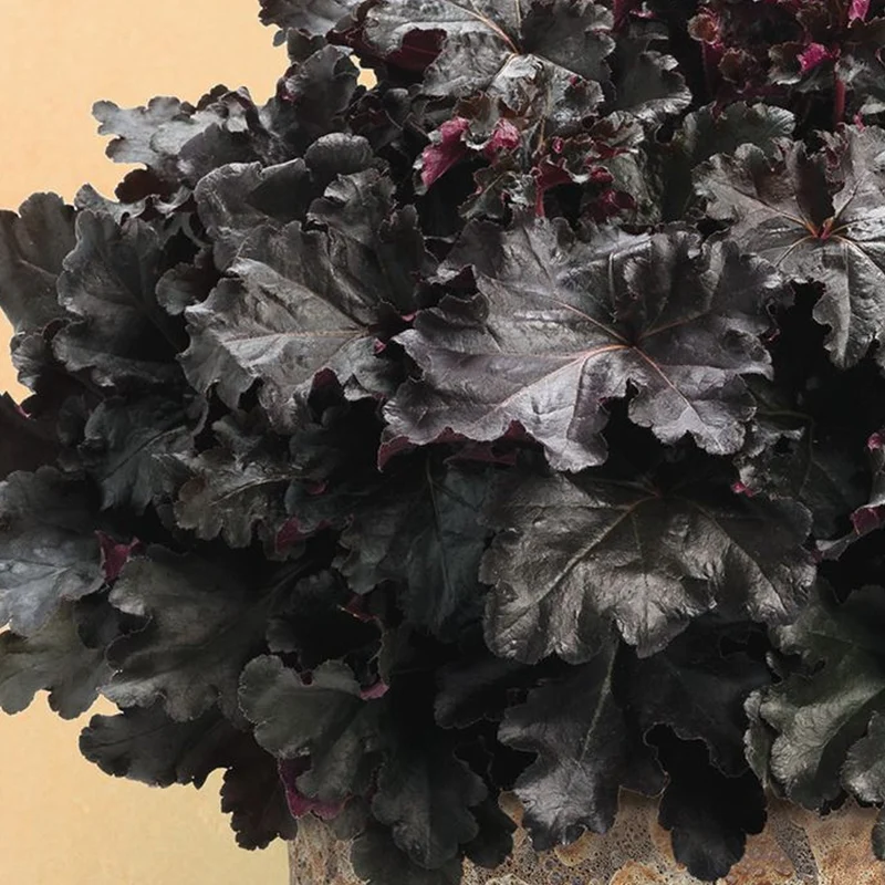 Purpurglöckchen 'Black Pearl'