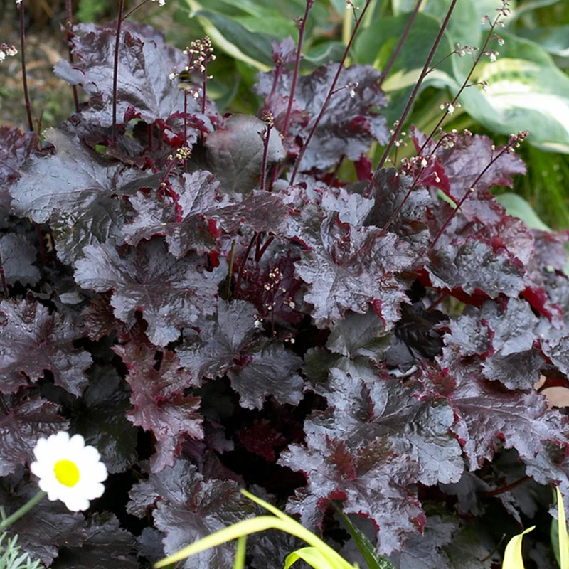 Purpurglöckchen 'Black Beauty'