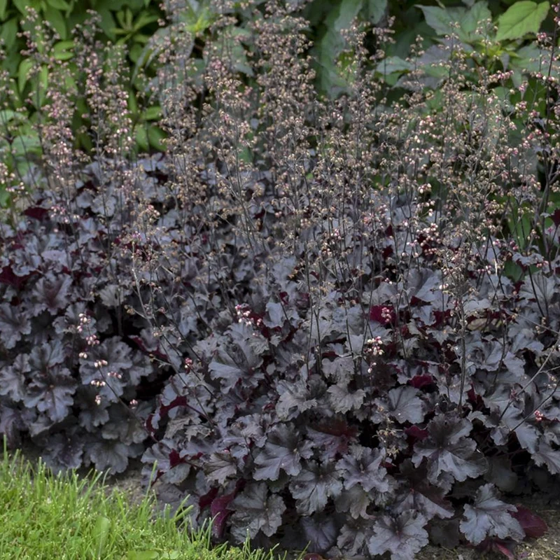 Purpurglöckchen 'Black Beauty'