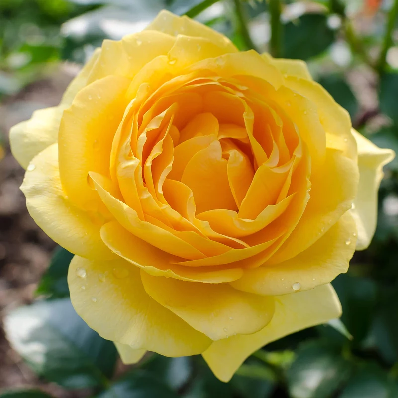 Gelbe Rose
