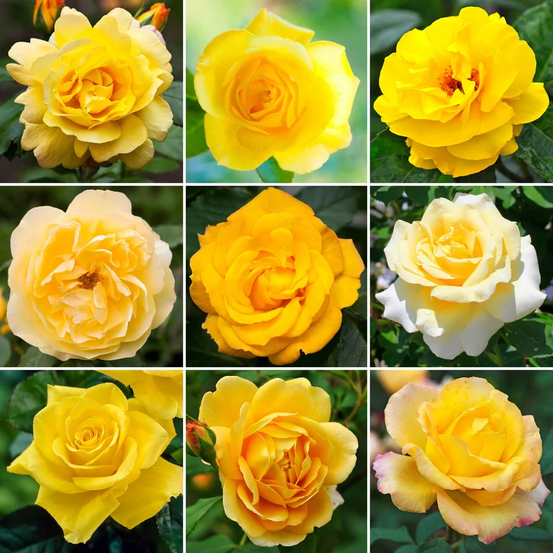 Gelbe Rose