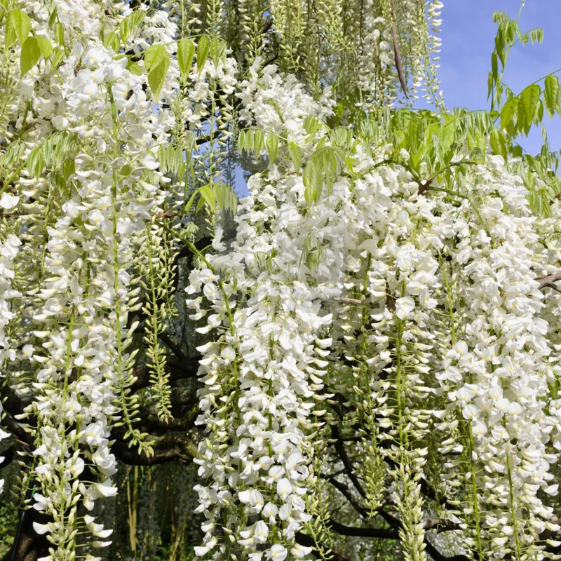 Wisteria 'Weiß'
