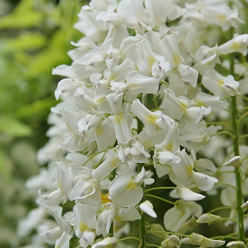 Wisteria 'Weiß'