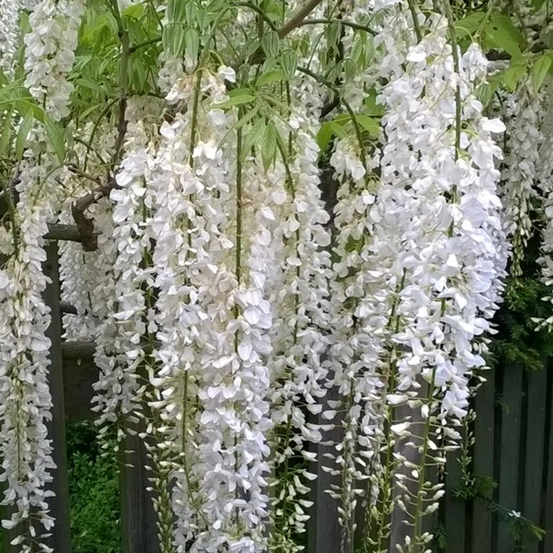 Wisteria 'Weiß'