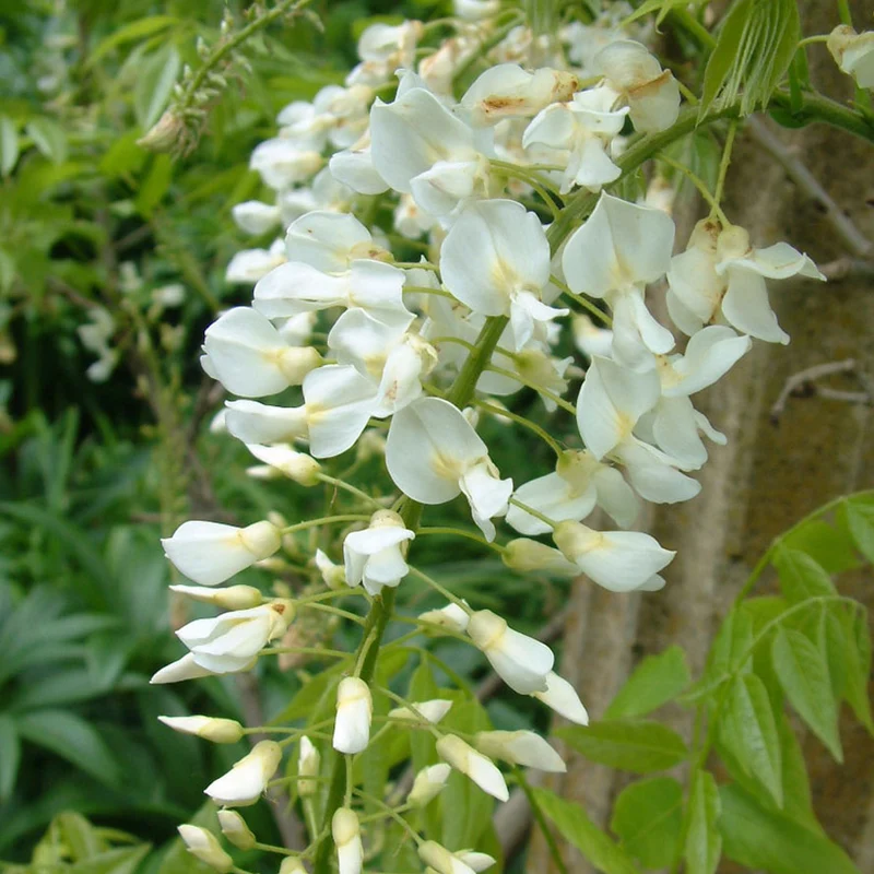Wisteria 'Weiß'