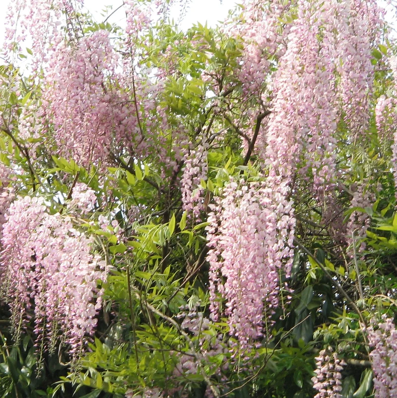 Glyzinie 'Rosa'