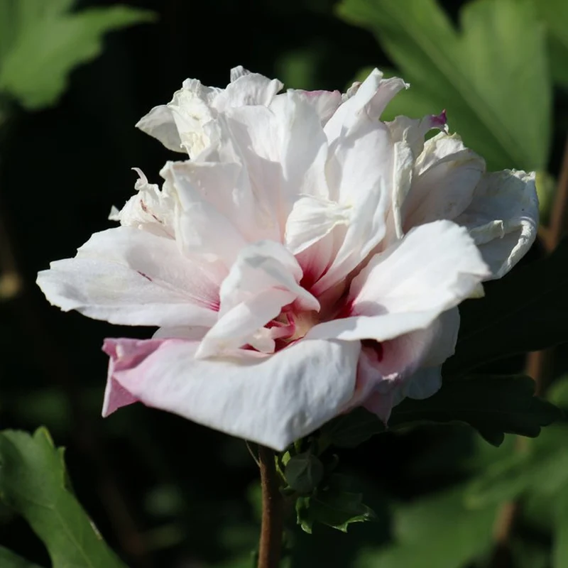 Garteneibisch 'French Cabaret Pastel'
