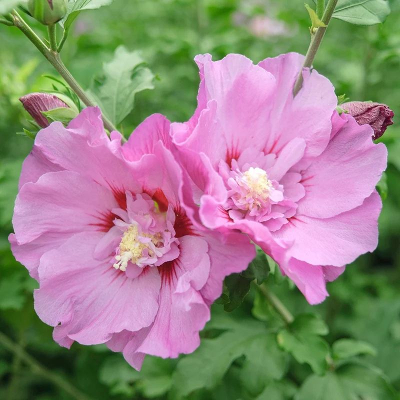 Garteneibisch 'Eruption'