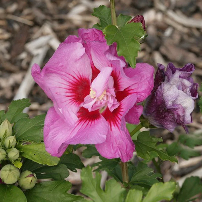 Garteneibisch 'Eruption'